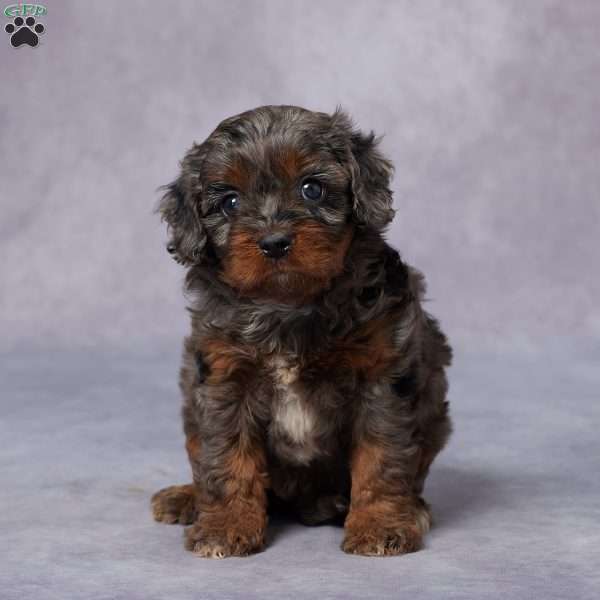 Nina, Cavapoo Puppy